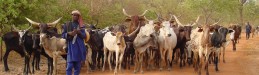 Transhumance of a Fulani herd from Niger to southern Burkina Faso. © B. Toutain